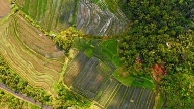 Jatiluwih suni pirinç terasları