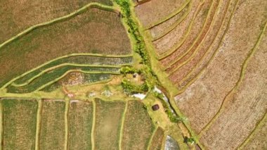 pirinç paddies