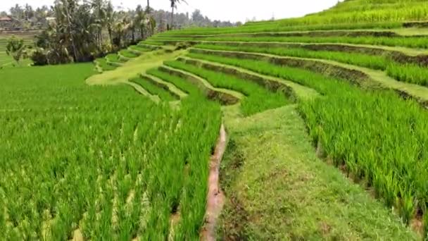 Increíbles imágenes de las terrazas de arroz Jatiluwih — Vídeo de stock