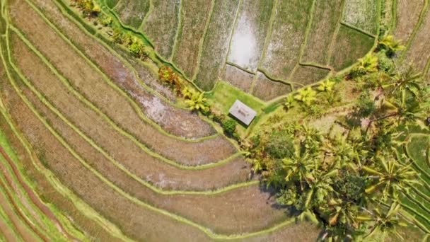 Moyens de subsistance du local à Jatiluwih 