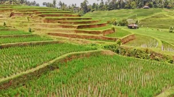Prachtig uitzicht op de rijstvelden — Stockvideo