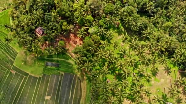 Jatiluwih rice terraces Bali aerial — Stock Video