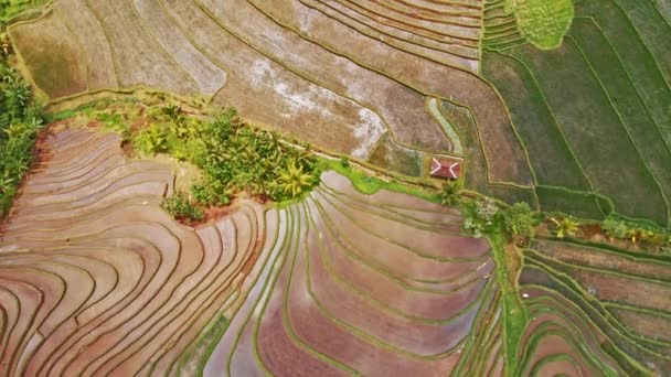 Obrovské rýžových polí v Jatiluwih — Stock video
