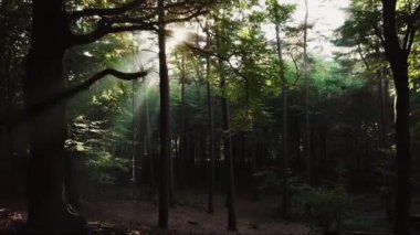 Ormanın derinliklerinde