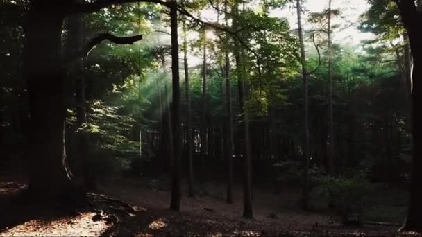 Silhouette d'une forêt — Video