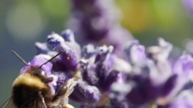 Lavanta Çiçeği nde Bumblebee Closeup Shot