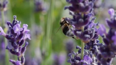 Lavanta Bitkisi Üzerinde Bumblebee Closeup Shot