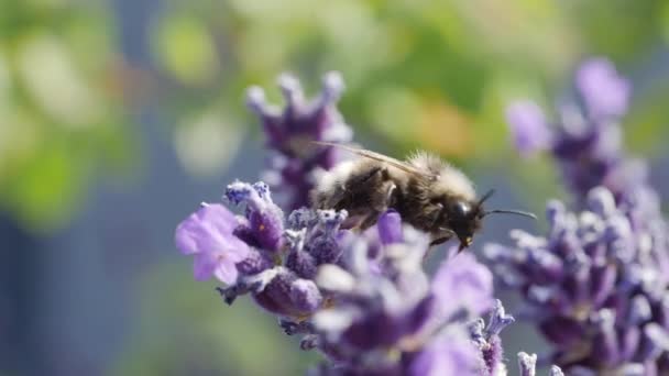 Bumblebee vliegen van één bloem na het oogsten van nectar — Stockvideo