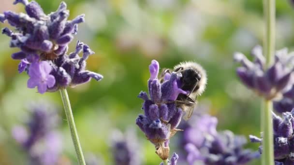 Uma abelha voando de uma flor de lavanda para a próxima — Vídeo de Stock