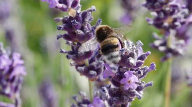 Polen Aldıktan Sonra Bir Çiçekten Diğerine Taşınan Bumblebee Makro Shot
