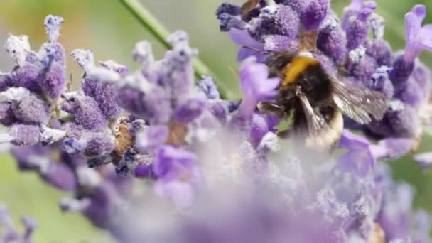 Hommel oogsten pollen en nectar in close-up shot — Stockvideo