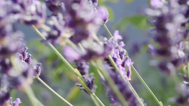 Lanzamiento DOF en cámara lenta de abeja volando hacia la siguiente flor para cosechar polen — Vídeos de Stock