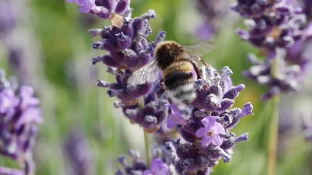 Makro skott av Bumblebee flyttar från en blomma till en annan efter att få pollen — Stockvideo