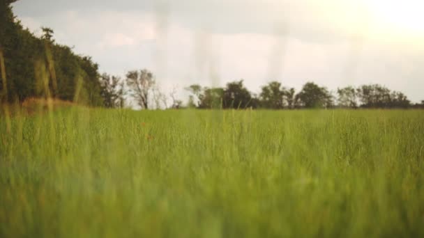 Κοντινό πλάνο, Χαμηλή γωνία, Ακόμα Shot of Grass με θέα τα δέντρα στο Horizon — Αρχείο Βίντεο