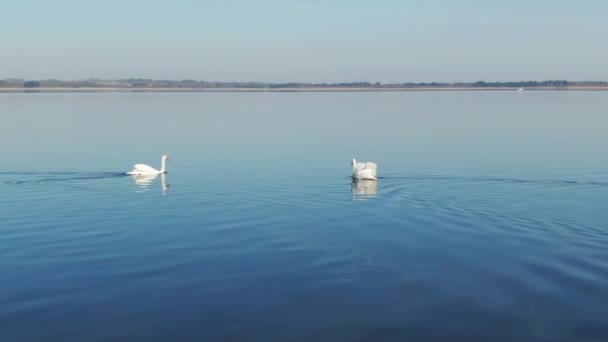 Широкая полоса двух лебедей, встречающихся посреди реки и плывущих по ней — стоковое видео