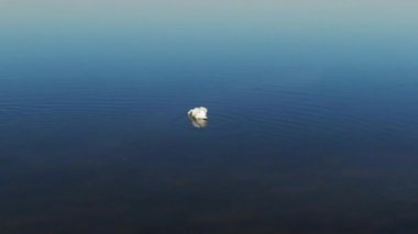 Sahilde yiyecek arayan 360 derecelik Kuğular.