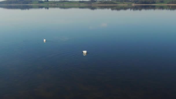 Panorámica aérea de dos cisnes blancos nadando juntos en un lago — Vídeos de Stock