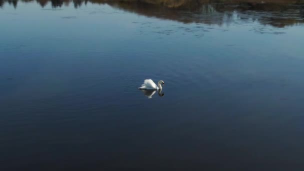 Περιστρεφόμενη Shot of a Swan Κυνήγι Τροφίμων Στο Καθαρό Νερό με τους κύκνους Αντανάκλαση — Αρχείο Βίντεο