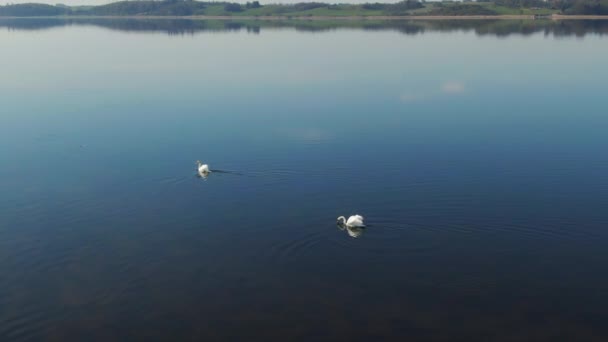 Aerial Shot of Swans Nadando en el lago mientras los otros incursionan en el agua — Vídeos de Stock