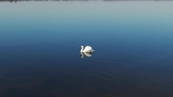 Ένας κύκνος βάζει το κεφάλι του στο νερό — Αρχείο Βίντεο