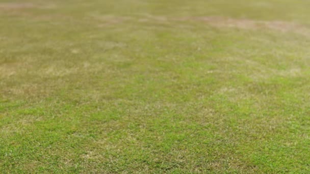 Close-up de um Turfgrass, uma bola de rolamento e um buraco com um Flagstick — Vídeo de Stock