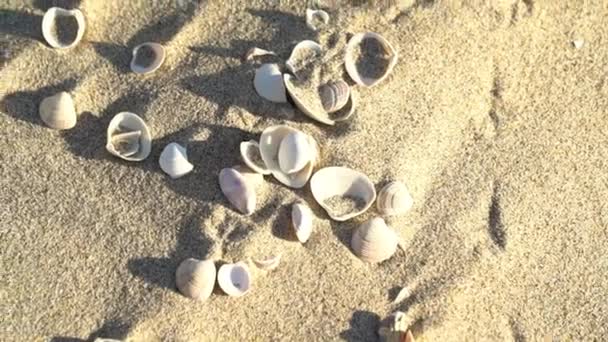 Szoros lövés jobbról balra kagylók a homokban — Stock videók