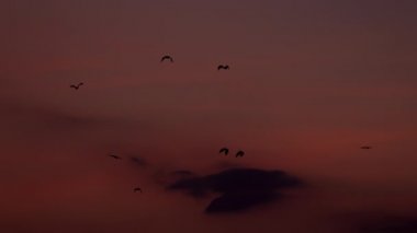 Yarasa Kolonisi Kızıl Gökyüzü ile Arka planda Uçuyor