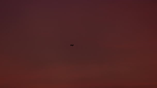 Volare volpe pipistrello sopra il cielo rosso dopo il tramonto — Video Stock