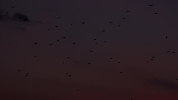 Nízký úhel záběr siluety létajících netopýrů nad tmavou oblohou — Stock video