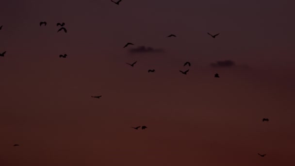 Dolly Shot de uma colônia de morcegos de frutas voando após o pôr do sol — Vídeo de Stock