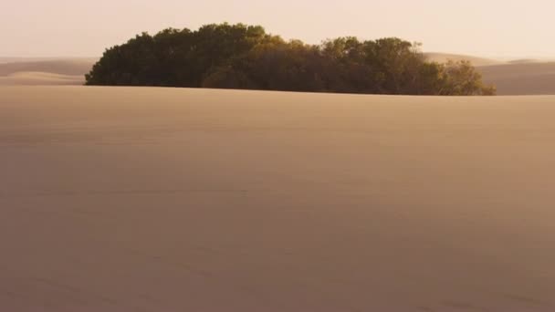 Odhalení natočilo pouštní písek a pak se naklonilo, aby odhalilo pouštní keř — Stock video