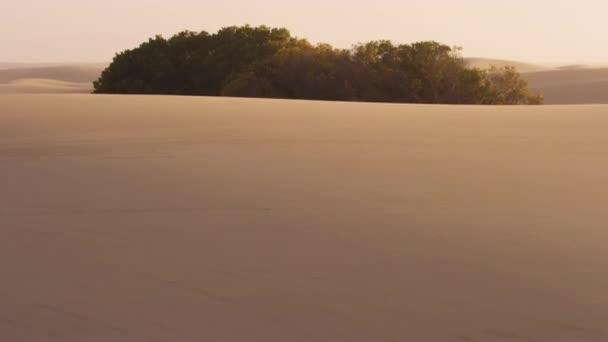 Reveal ha sparato alla sabbia del deserto e poi ha inclinato per rivelare un arbusto del deserto — Video Stock