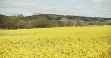 Canola Tarlaları ve Yeşil Tepeler Güzel, berrak gökyüzünün altında