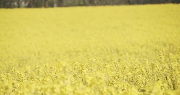 Tiro Panorâmico de Plantas de Canola Amarelas Brilhantes em um Dia de Vento — Vídeo de Stock