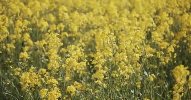 Yellow Rapeseed Flowers and Green Stems in a Canola Field with a Green Hill — Stock Video