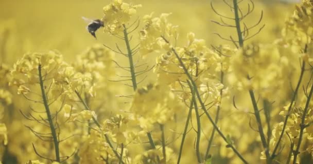 Biene nippt Nektar aus gelben Rapsblüten auf dem Feld — Stockvideo