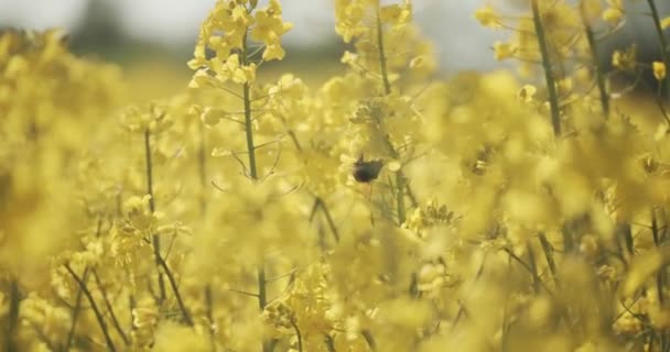 덴마크의 열린 라파에 시드 들판에서 식 하는 카놀라 꽃들을 관찰하는 벌 — 비디오