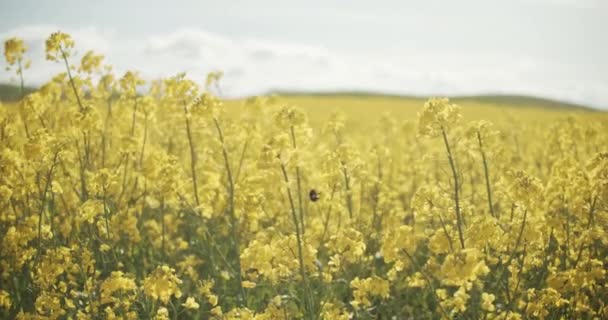 Keményen dolgozó méhecske kortyolgatja a nektárt a sárga virágokból a reptéren — Stock videók