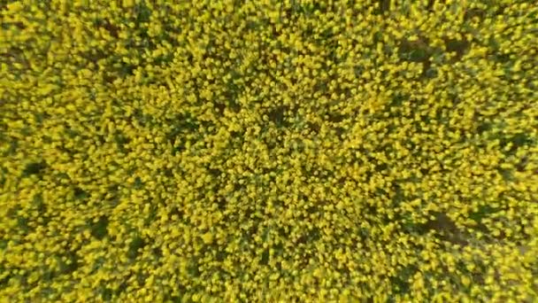 Un drone tire à l'écart révélant le grand champ de terres agricoles de canola 
