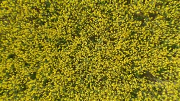 Drone Pull Away Shot Revealing the Large Field of Canola Farmlands — Stock Video