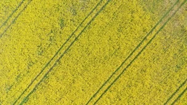 Vytahování ve vzduchu orbitální záběr jasně žluté Canola pole v Jutsku — Stock video