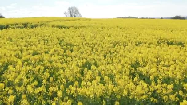 Weitwinkelaufnahmen von Rapsfeldern und Gebirgszügen in Dänemark — Stockvideo