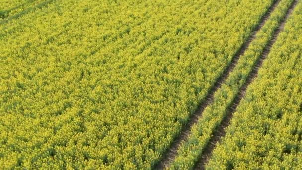 Aerial Backward Tracking Shot of Panoramic Canola Fields View — Stock Video