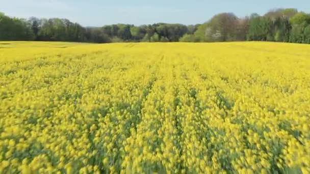 Vidéki kilátás Sárga Canola Mezőgazdasági terület Jutland — Stock videók