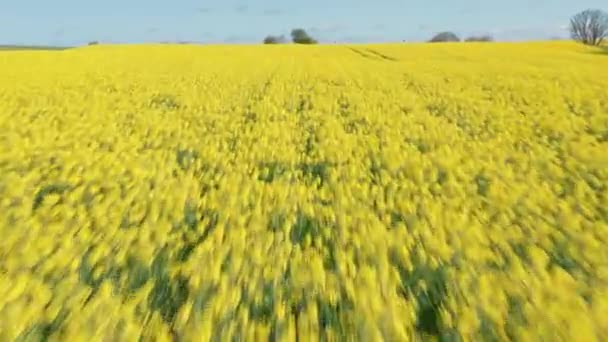 Atemberaubende Aufnahmen des gelben Rapsfeldes an einem sonnigen Tag — Stockvideo