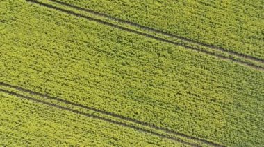 Danimarka 'da yukarıdan aşağı açılı tecavüz tohumu veya kanola sahası vuruşu