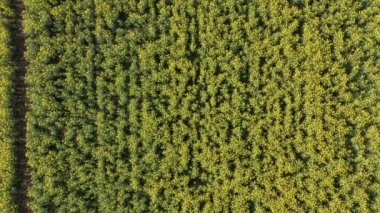 Güneşli bir sabahta Sarı Kanola Tarlalarının Üstten Aşağı Çekimini Yap