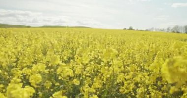 Danimarka, Jutland 'da Güzel Gökler Altında Sallanan Kanola Çiçekleri