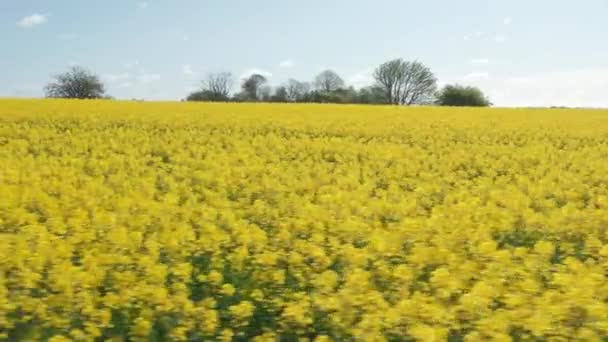 Golden Canola Fields and a View of the Forest Trees in the Background — Stock Video