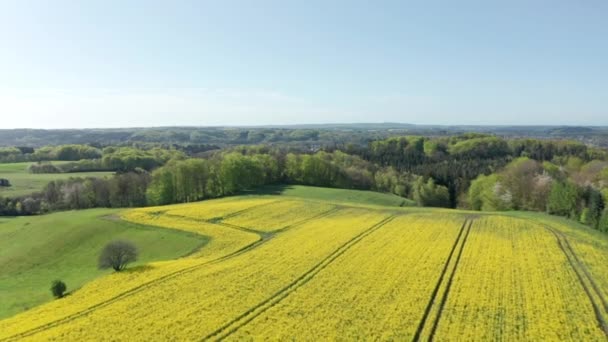 Goldene Rapsfelder erstrecken sich auf Waldgebiete in Jütland — Stockvideo